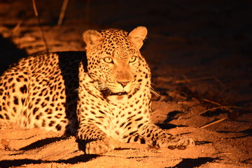Leopard watching some antilope