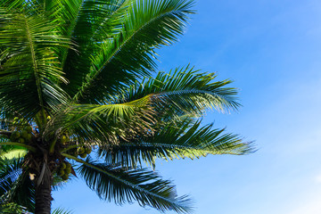 Fototapeta na wymiar Palm trees or coconut trees against the blue sky