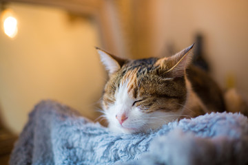 calico cat sleeping on blanket
