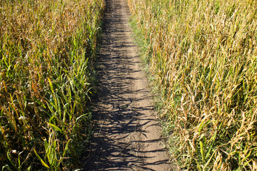 View of a field of corn © fotografiche.eu
