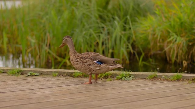 birds and wildlife concept - wild duck walking along wooden berth