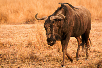 Wildebeest with a mud pack on its face 