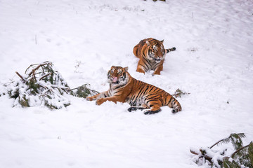 Fototapeta premium tiger in the winter
