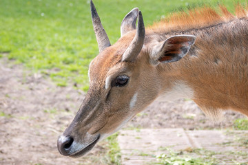 antelope in the zoo