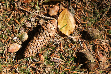 Waldboden mit Tannenzapfen