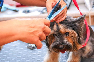 a haircut Yorkshire Terrier