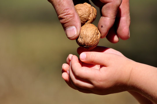 Walnut