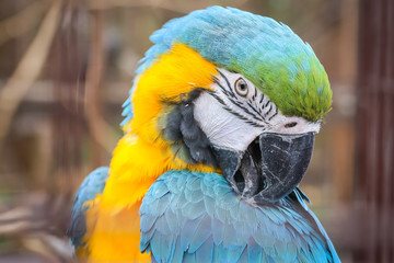 yellow-blue parrot