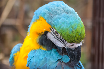 Obraz premium yellow-blue parrot