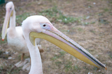 Pelican close-up