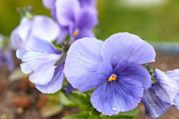 violet tricolor beauty