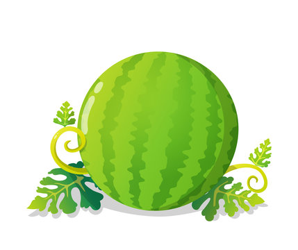 Colorful watermelon with leaves and vines. Vector illustration isolated on  white background. Stock Vector | Adobe Stock