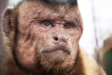 monkey capuchin close