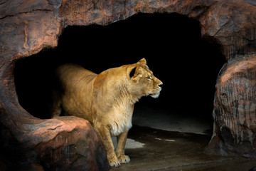 lion in the cave