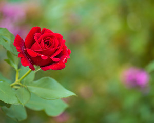 Beautiful red roses in the garden with rain drops of water on the green leaf. Bouquet of roses for Valentine Day - outdoors.
