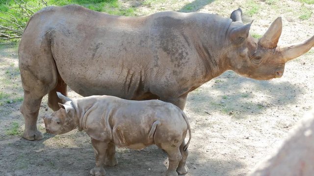 Eastern black rhinoceros baby and mother idling (zoo).
