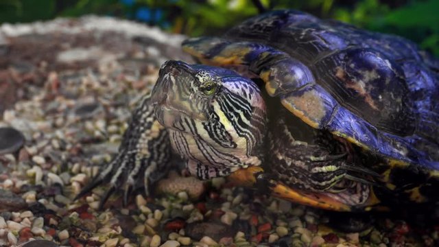 Red-eared slider turtle (Trachemys scripta elegans) moves its head in terrarium.