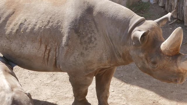Eastern black rhinoceros mother walking away from her baby (zoo).