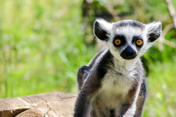 lemur © Oleg