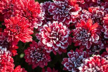 chrysanthemums in winter
