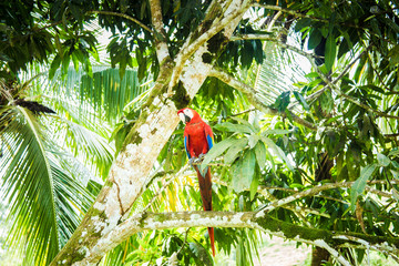 Scarlet Macaw perched in a tree