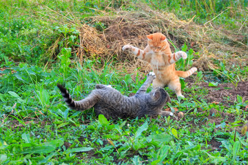 Naklejka na ściany i meble young red cat beats grey cat lying on the ground