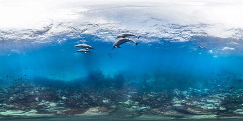 Pod of dolphins