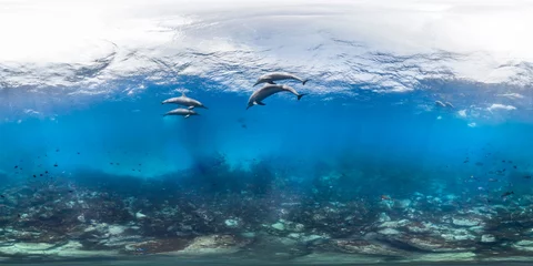 Zelfklevend Fotobehang Pod of dolphins © The Ocean Agency