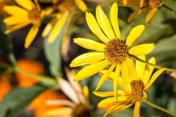 flowering yellow daisy
