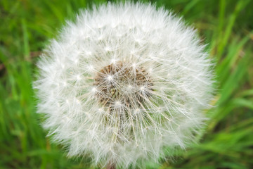 dandelion in the grass