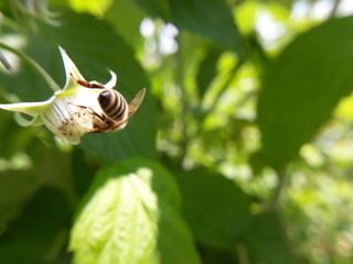 Osa © Fotoinspiracja