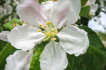 Obraz premium blooming apple tree