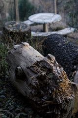 stump in the forest