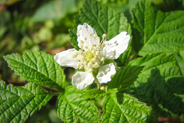 white flower on green