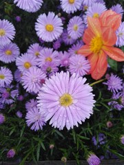 Fototapeta premium purple asters