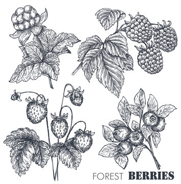 Vector collection of hand drawn sketched berries isolated on white background.