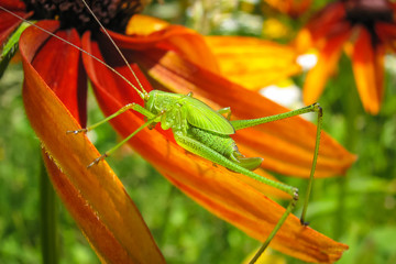 Locust on a flower