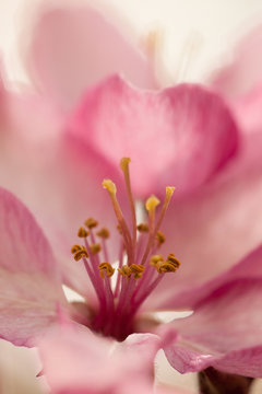 beautiful delicate apple flower blooming in the garden © guppys