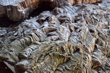 extremely textured surface of an old cork bark, , peeled cork planks from quercus suber tree dries for later processing