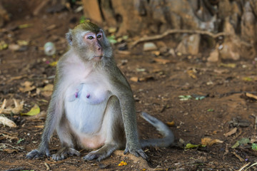 Affe im Tempel Wat Sok Tham in Khao Sok, Thailand