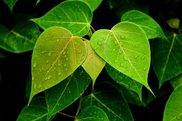 green bo leaf after raining day - closeup