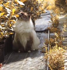 Ragdoll kot rasowy puszysty jesienią - obrazy, fototapety, plakaty