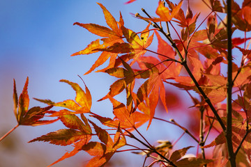 Rote Blätter am Fächerahorn im Herbst