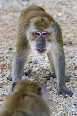 Feindseliger Affe im Angriff, Khao Sok in Thailand