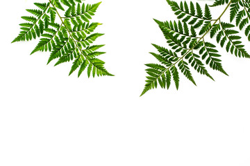 green fern leaves isolated on white background