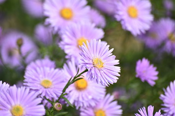 Fototapeta premium purple asters