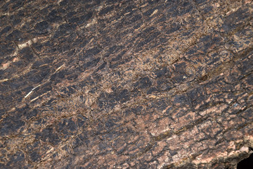 detail shot of old cork bark, peeled cork planks from quercus suber tree dries for later processing