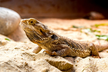 agama bearded in the sand