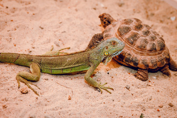 green iguana and turtle