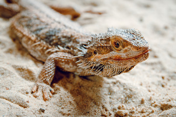 agama bearded in the sand